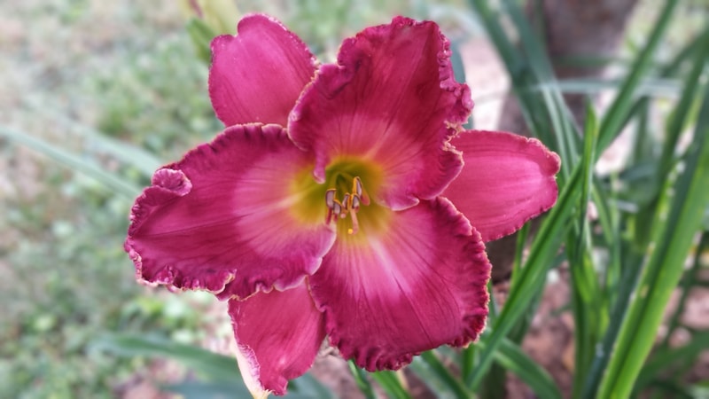 Roman Cohort from Haley_Springs_Farm