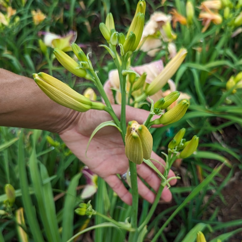 Enjoy from Haley_Springs_Farm