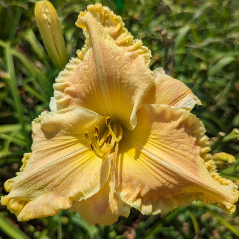 NLD Peachy Keen from Haley_Springs_Farm