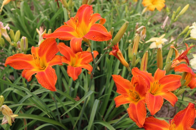 This World Aflame from Haley_Springs_Farm