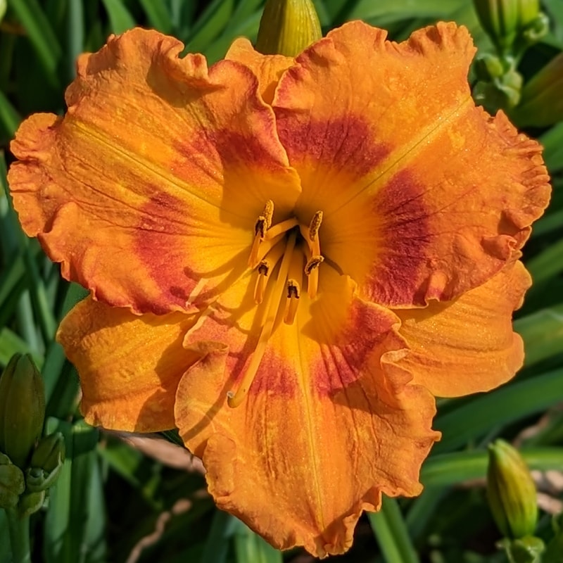 Vitamin C from Haley_Springs_Farm