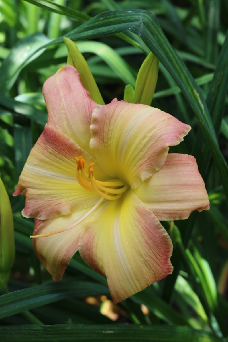 Hawaiian Swirls from Haley_Springs_Farm