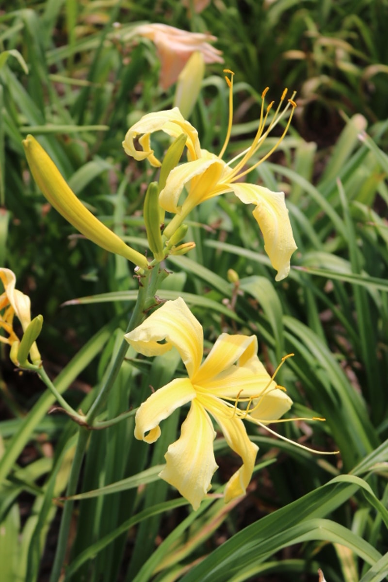 Stylistic from Haley_Springs_Farm