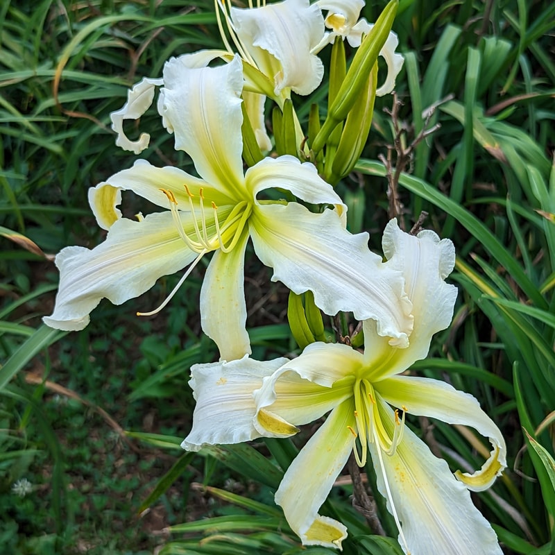 Heavenly Snow White from Haley_Springs_Farm