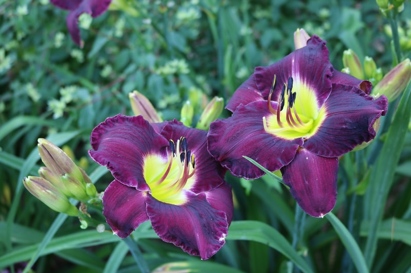 Mephistopheles from Haley_Springs_Farm