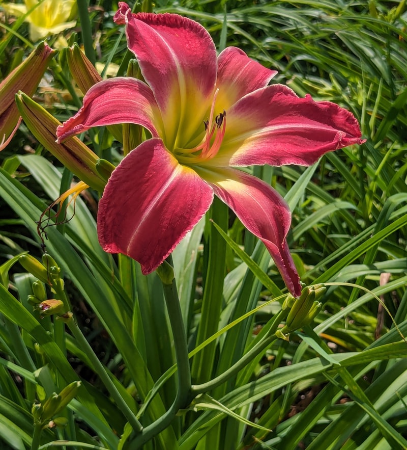 Party Pants from Haley_Springs_Farm