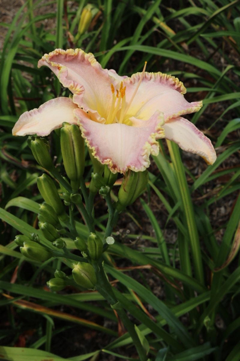 Willow Dean Smith from Haley_Springs_Farm