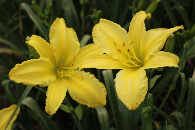 Big Bird from Haley_Springs_Farm