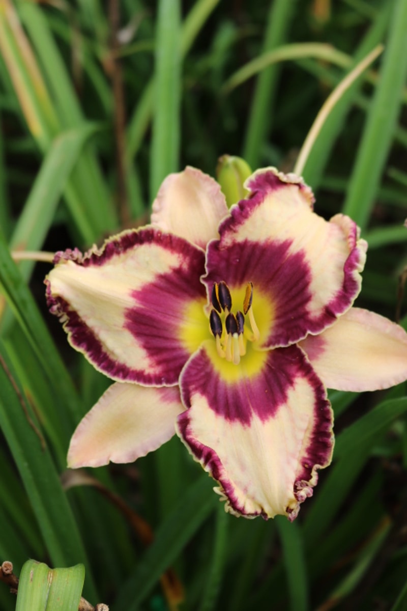 Edge of Paradise from Haley_Springs_Farm