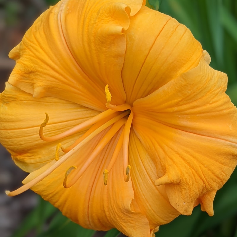 Golden Hibiscus from Haley_Springs_Farm
