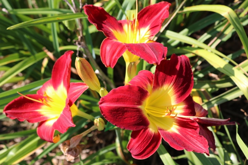 When I Dream from Haley_Springs_Farm