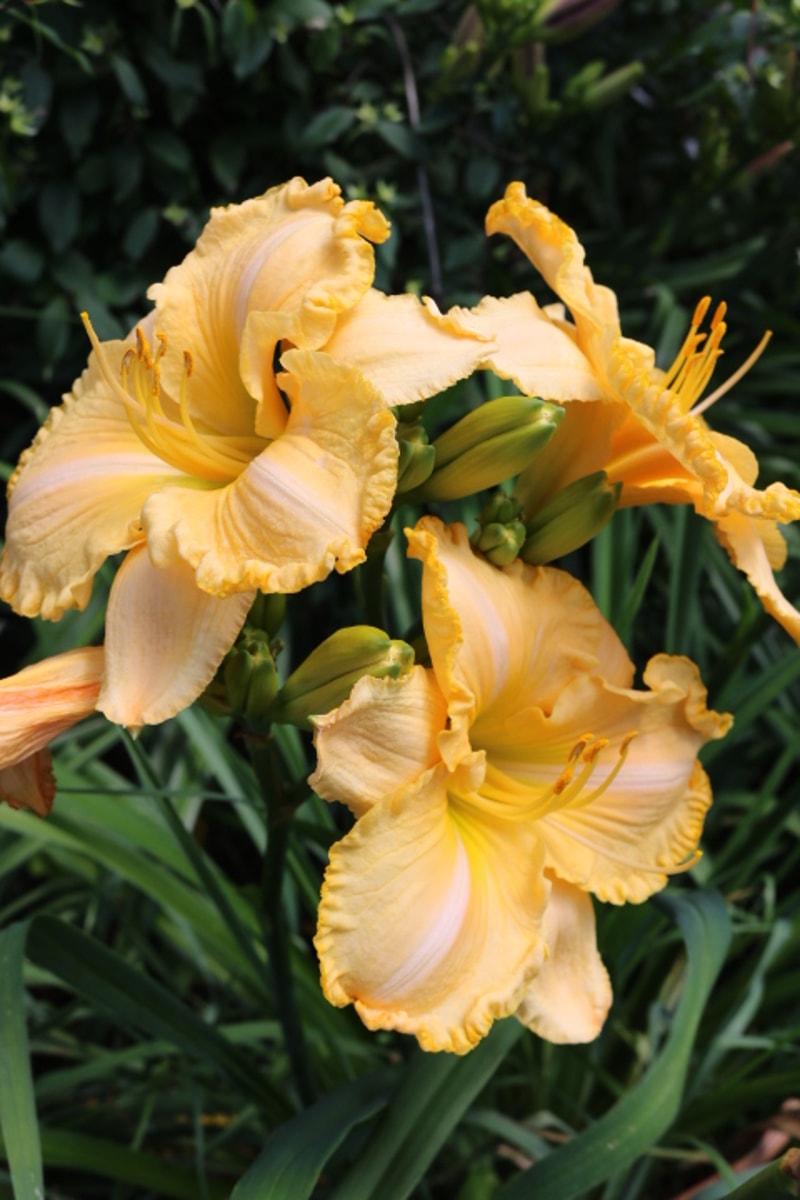 Sherry Lane Carr from Haley_Springs_Farm