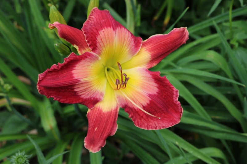 Quiller from Haley_Springs_Farm