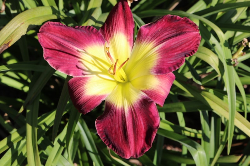 Sharon's Delight from Haley_Springs_Farm