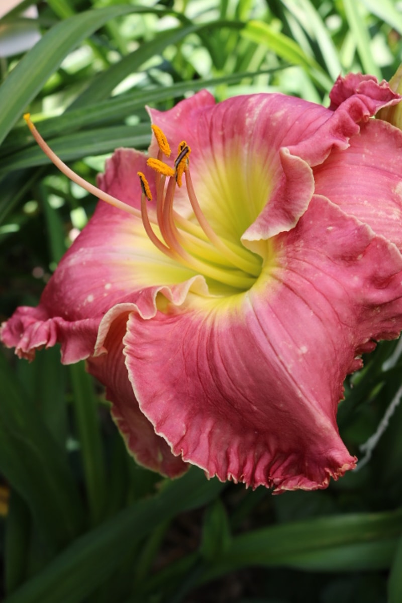 Song Writer from Haley_Springs_Farm