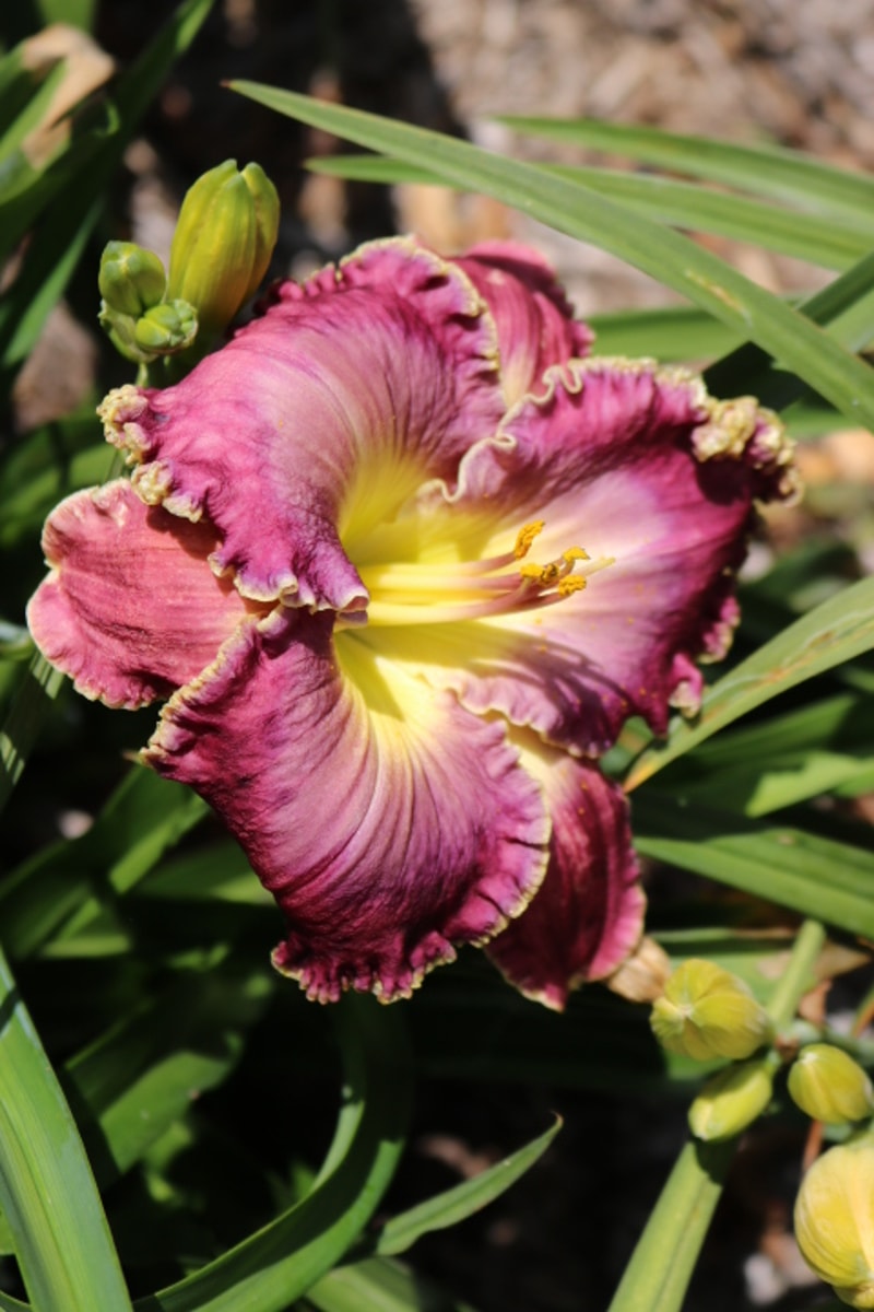 Desire of Nations from Haley_Springs_Farm