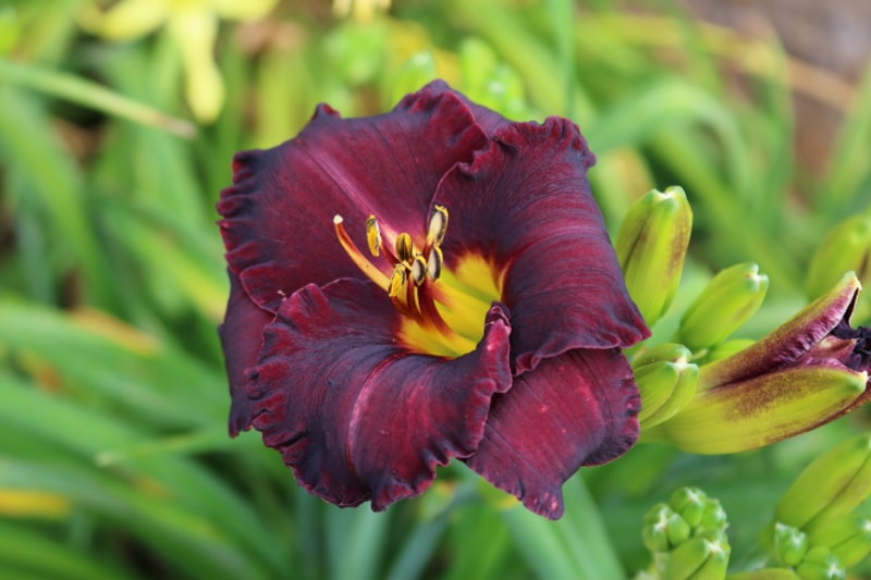 Black Velvet Baby from Haley_Springs_Farm