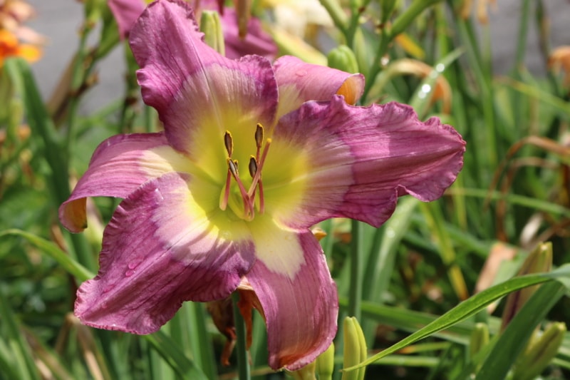 Swallow Tail Kite from Haley_Springs_Farm
