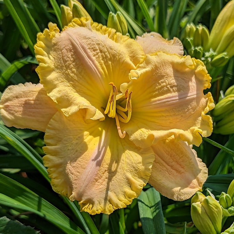 Lemon Persuasion from Haley_Springs_Farm