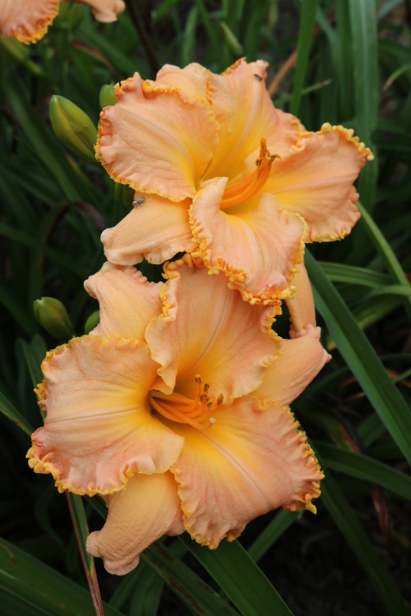 Southern Coral from Haley_Springs_Farm