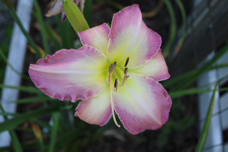 Lady Liz from Haley_Springs_Farm