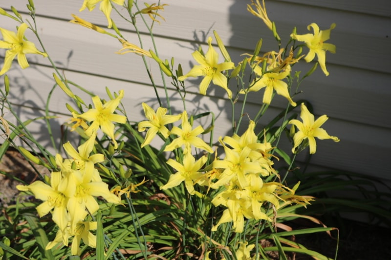 Adavier from Haley_Springs_Farm