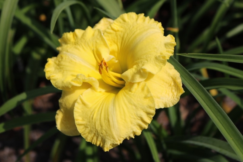 Madagascal Moon from Haley_Springs_Farm