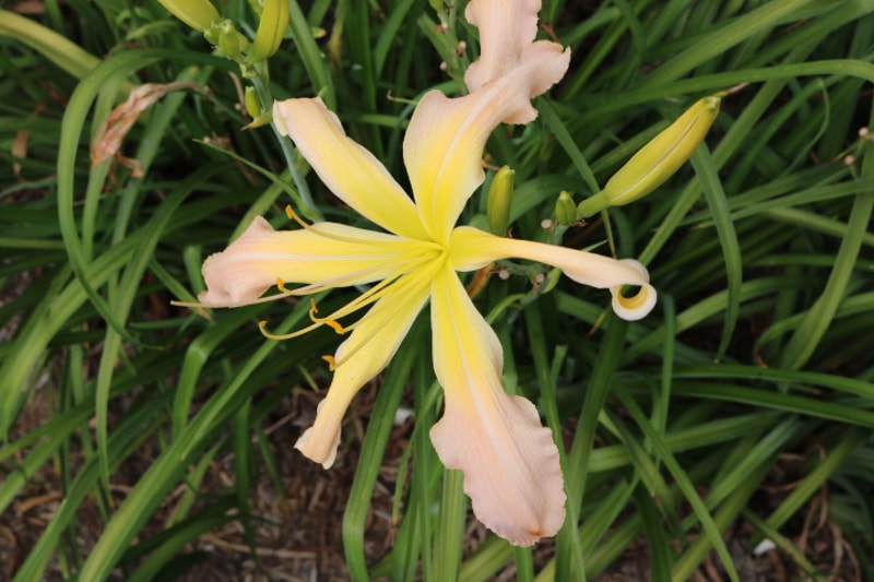 Wanda Evans from Haley_Springs_Farm