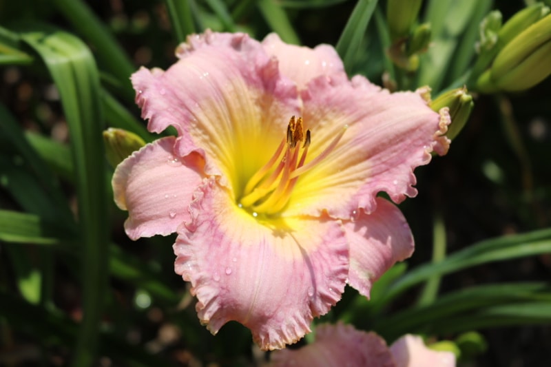 Panty Candy from Haley_Springs_Farm