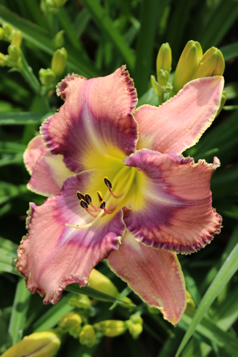 Mildred Mitchell from Haley_Springs_Farm