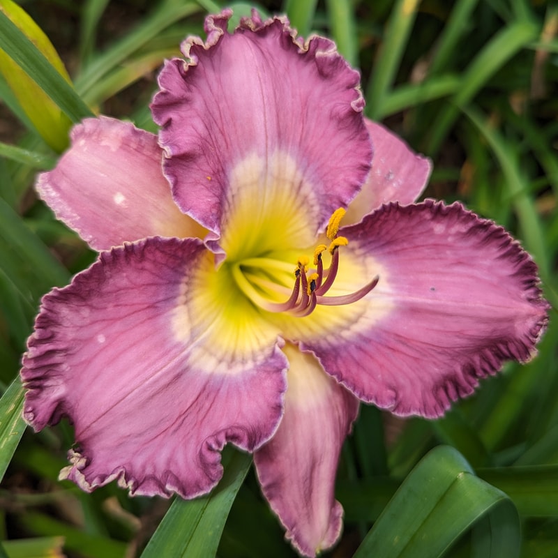 Enigma Code from Haley_Springs_Farm