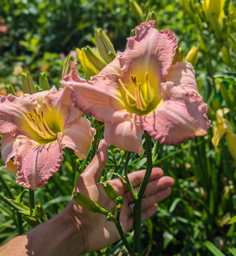 Threshold of a Dream from Haley_Springs_Farm