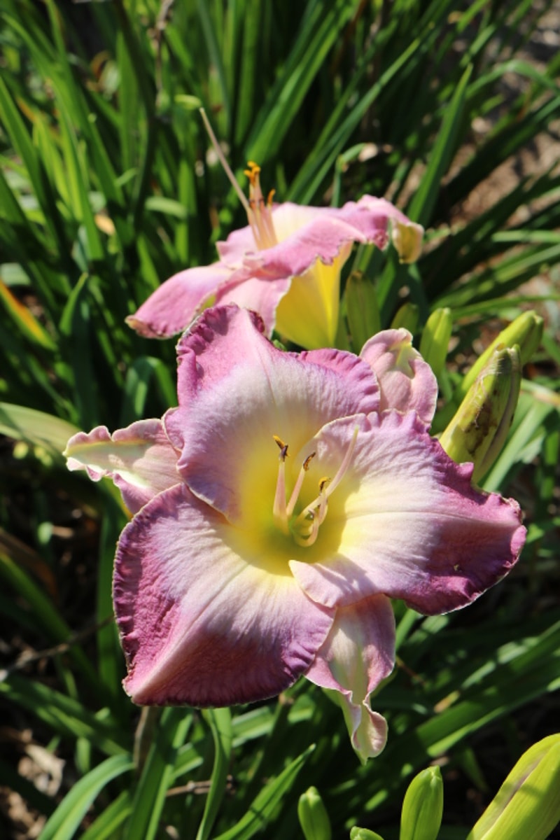 Dr Julius Charba from Haley_Springs_Farm