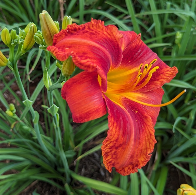 Fire Bird Suite from Haley_Springs_Farm