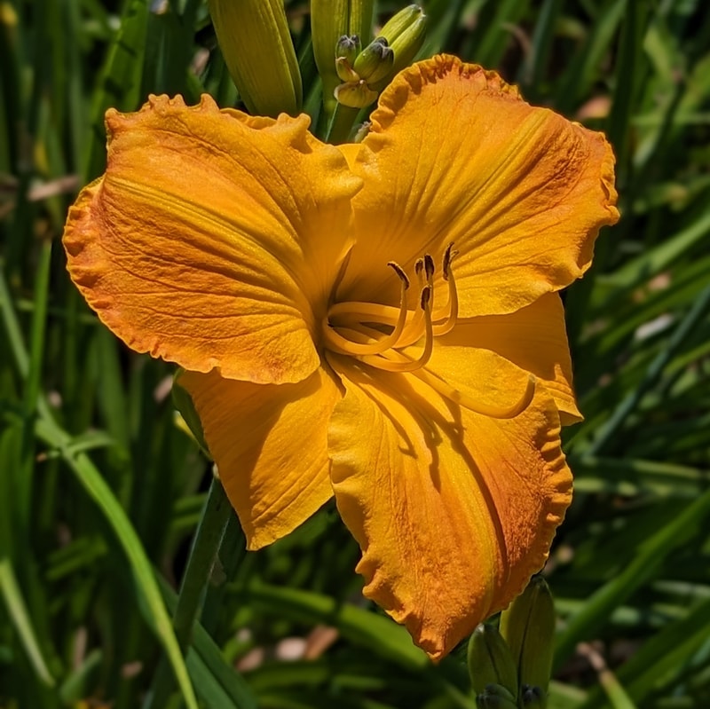 Betcha By Golly Wow from Haley_Springs_Farm