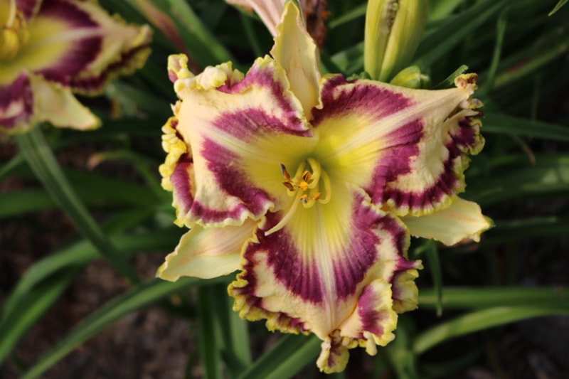 Watching the Sunrise from Haley_Springs_Farm