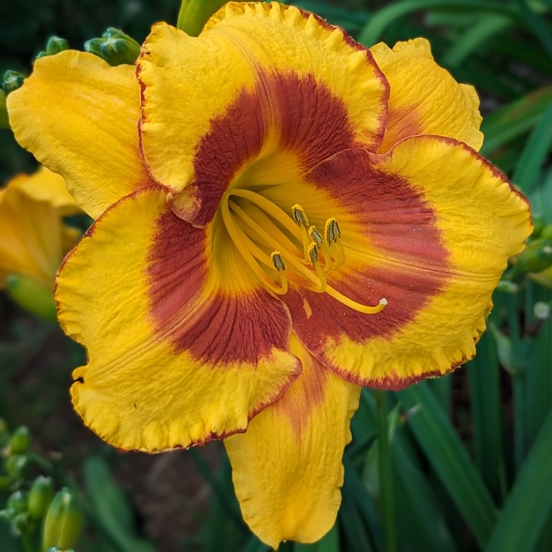 Fooled Me from Haley_Springs_Farm