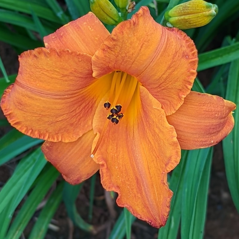 Mauna Loa from Haley_Springs_Farm