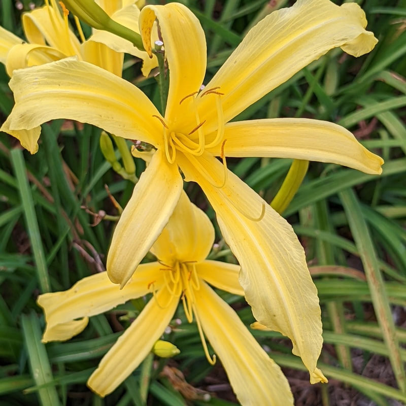 Kindly Light from Haley_Springs_Farm