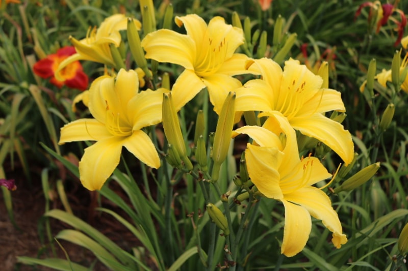 Chicago Star from Haley_Springs_Farm