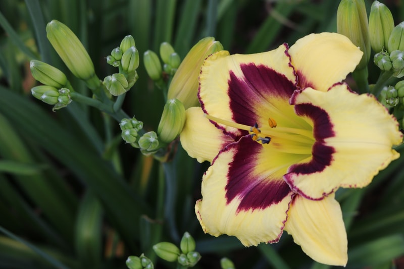 El Desperado from Haley_Springs_Farm