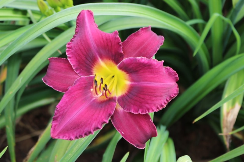 Georgette Belden from Haley_Springs_Farm