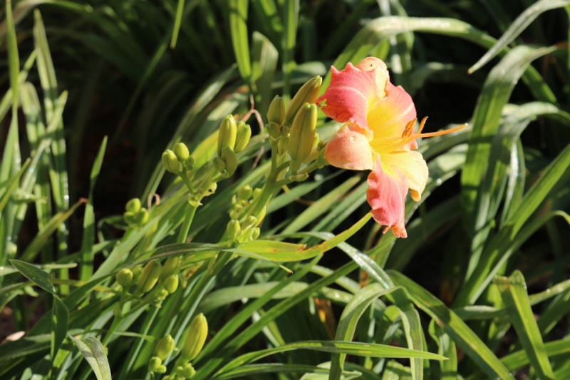 Prairie Blossoms from Haley_Springs_Farm