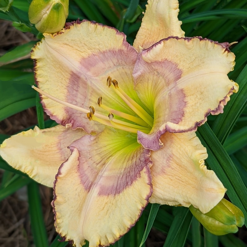 Unlock Your Dreams from Haley_Springs_Farm