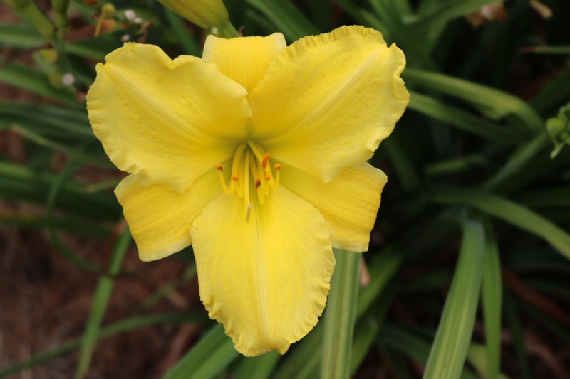 Good Impression from Haley_Springs_Farm