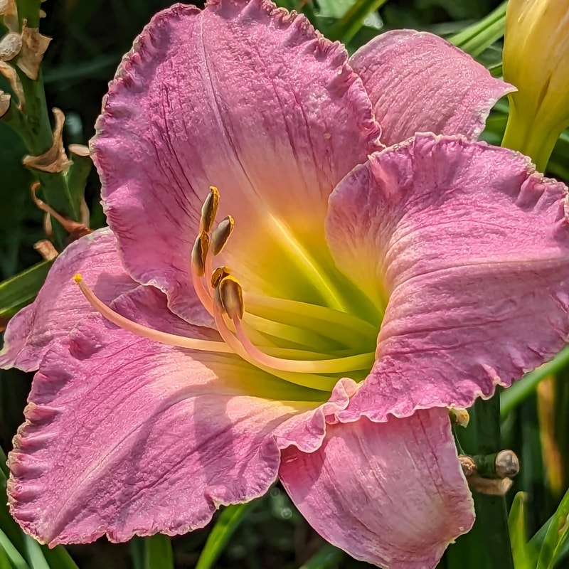 Age of Aquarius from Haley_Springs_Farm