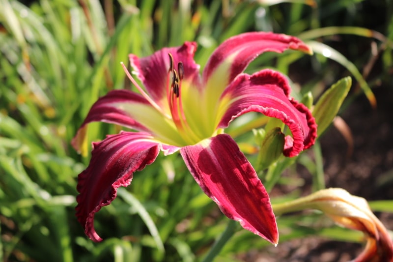 For Ever and For Always from Haley_Springs_Farm