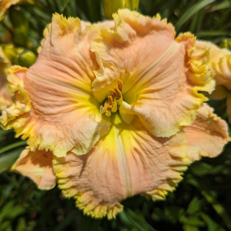 Bill Robinson from Haley_Springs_Farm