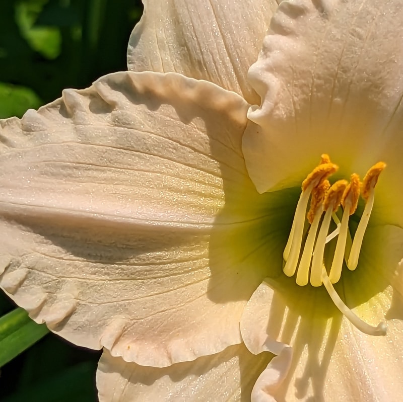 Lullaby Baby from Haley_Springs_Farm