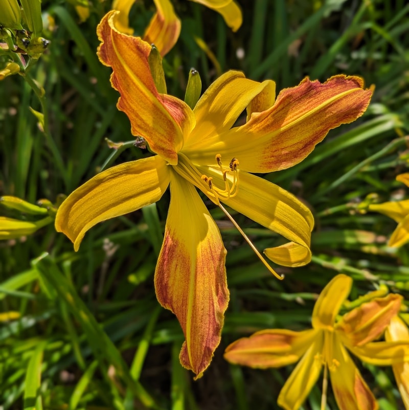 Spindazzle from Haley_Springs_Farm